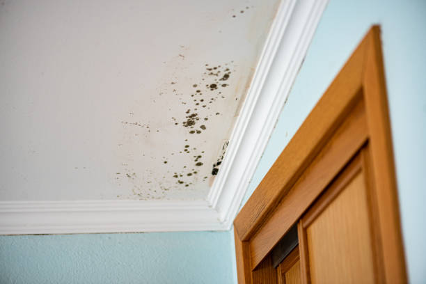 Best HVAC Mold Remediation in Milford, OH